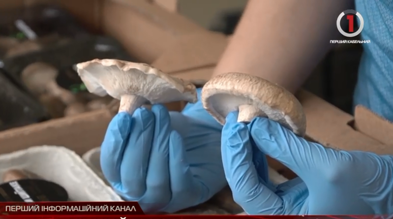 Рідкісний азійський гриб вирощують на Закарпатті (ВІДЕО)