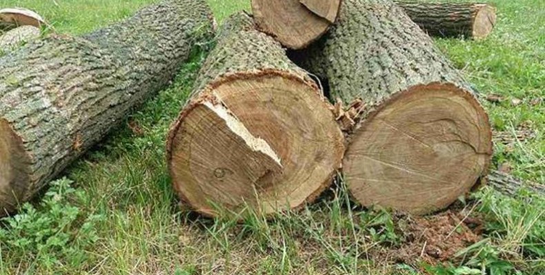 Незаконна вирубка дерев на Рахівщині: справу передано до суду (ФОТО)