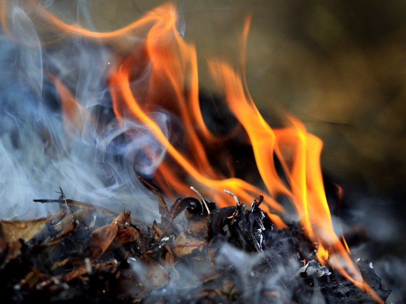 Просять не спалювати: у Мукачеві створено майданичики, звідки вивозитимуть опале листя (Список)
