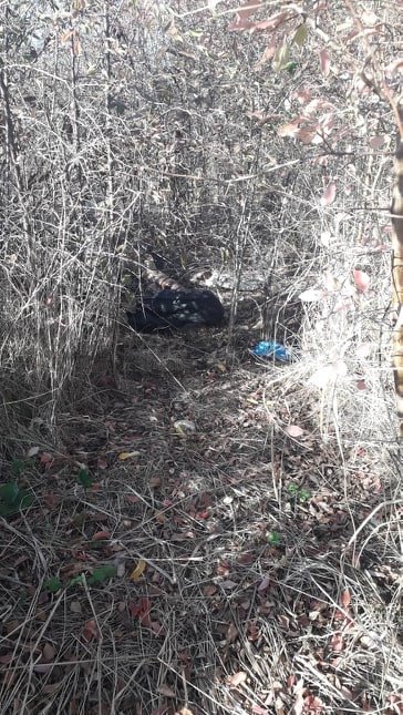 Запахло смертю: на Виноградівщині знайшли труп чоловіка (ФОТО 18+)