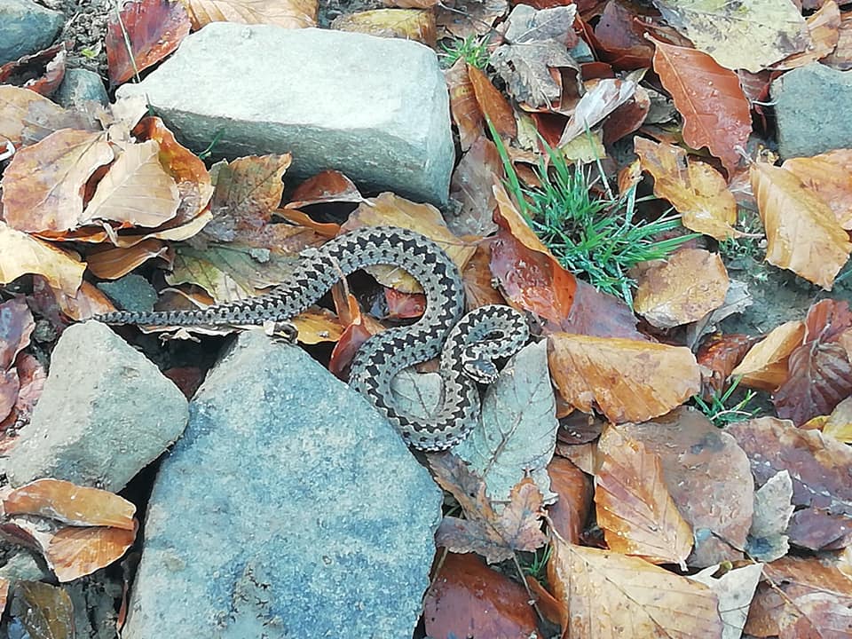 На Закарпатті помічають отруйних змій (ФОТО)