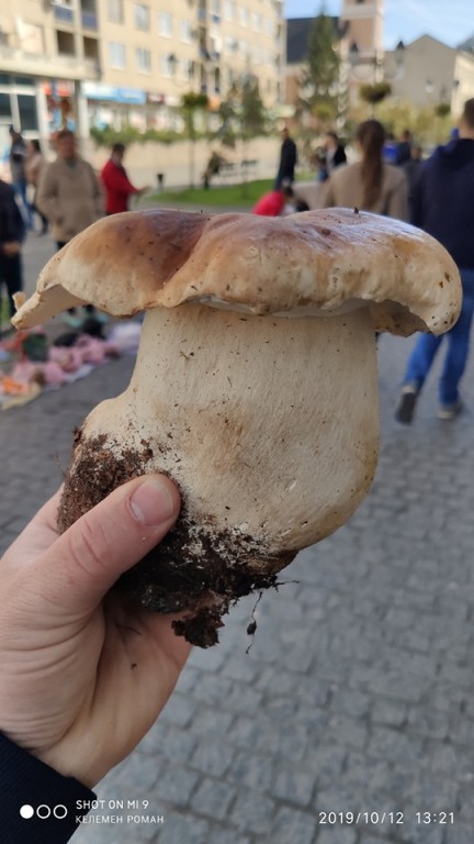 На ринку у Хусті продають гриби-переростки (ФОТО)