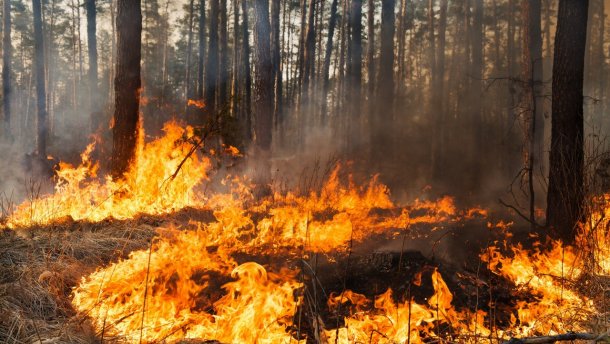 На Закарпатті знову пожежі в лісах - на Хустщині та Тячівщині