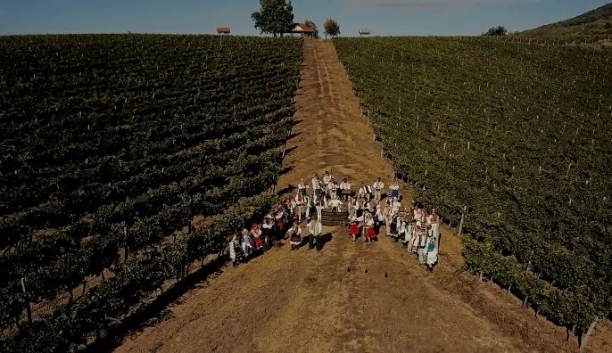 "Ой на горі винобрання!" - у мережі презентували фільм про Закарпаття (ВІДЕО)