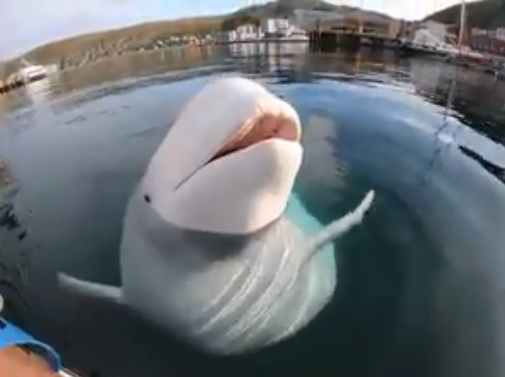 Вражаюче відео: кит вибив з рук каякера камеру, потім пірнув за нею на дно та повернув (ВІДЕО)