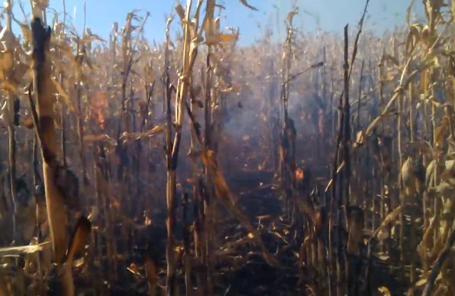 На Берегівщині невідомі підпалили кукурудзяне поле