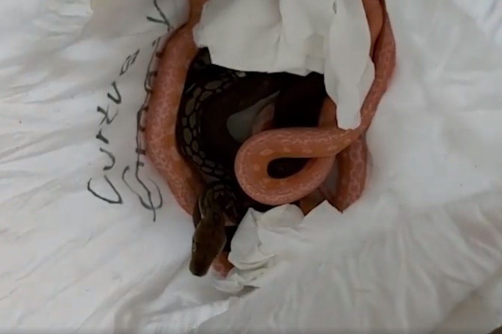 "Заморожені" змії: співробітники митниці конфіскували холодильник із 13 живими пітонами (ВІДЕО)