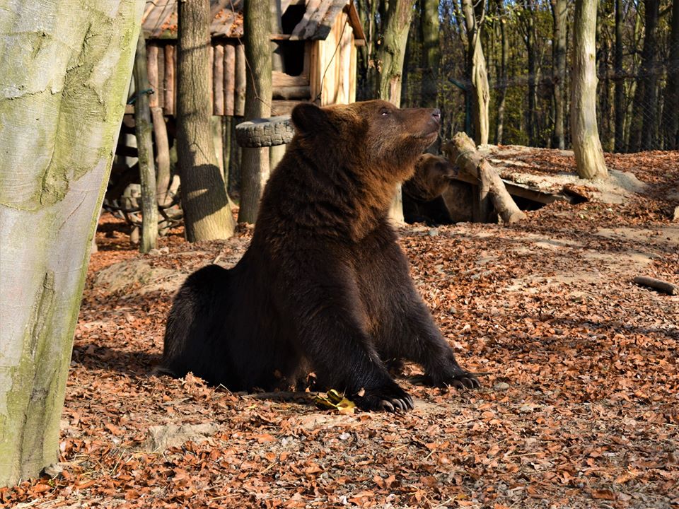 "Боюся, щоб не вбили": через нетипове для листопада потепління ведмеді в Карпатах не можуть впасти в зимову сплячку