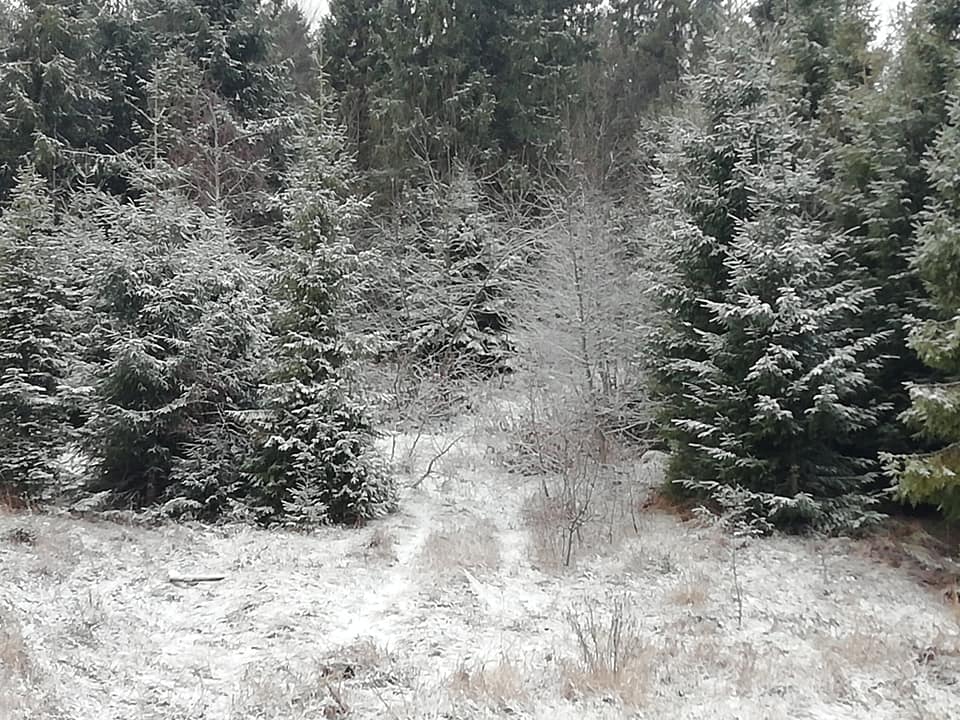 Ужоцький перевал вкрило снігом (ФОТО)