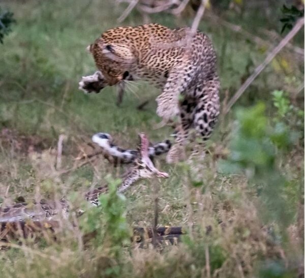 "В боротьбі за виживання перемагає найсильніший": запекла сутичка леопарда з пітоном (ВІДЕО)
