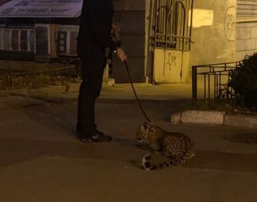 Мережа в шоці: чоловік вигулював....леопарда (ФОТО)
