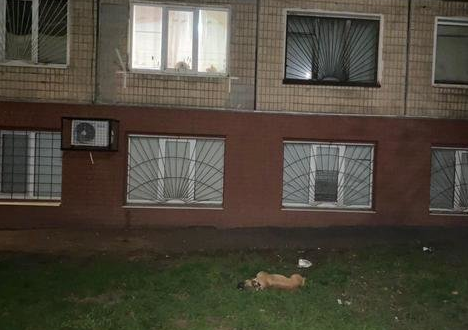 Миттєва смерть: гість вбив собаку викинувши з вікна багатоповерхівки (ФОТО)