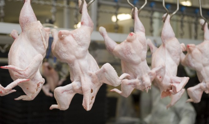 В Україну із сирою курятиною завезли небезпечну інфекцію