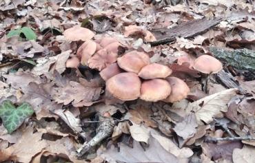 Примхи Карпат: напередодні нового року закарпатці ще збирають гриби (ФОТО)