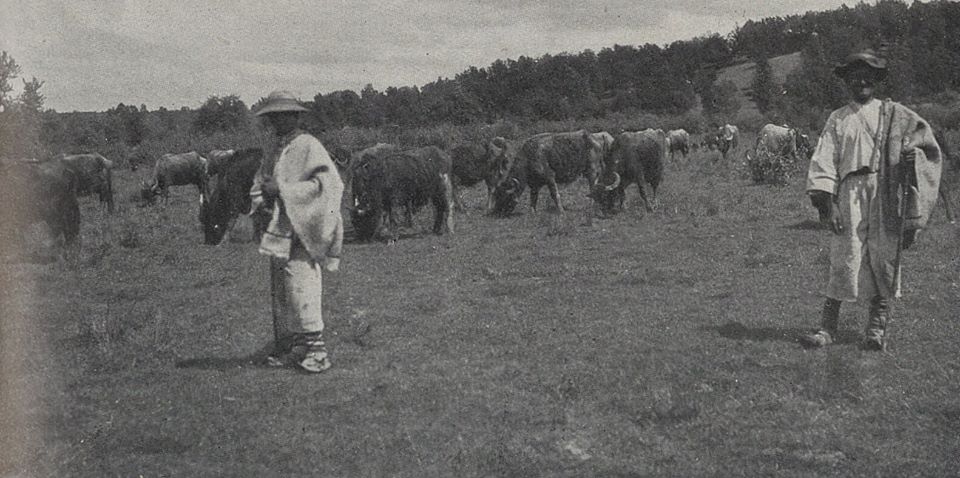 Як закарпатці випасали буйволів у 1930 роках (ФОТО)