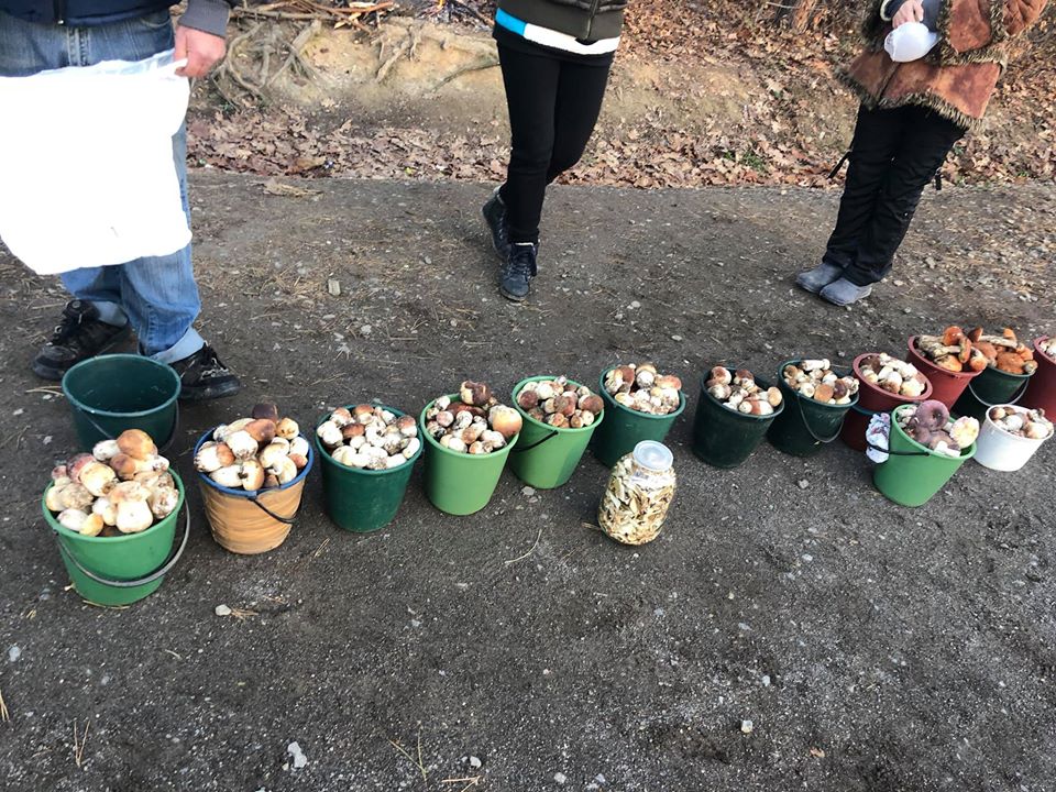 На календарі вже зима, а закарпатці продовжують збирати повні відерця грибів (ФОТО)