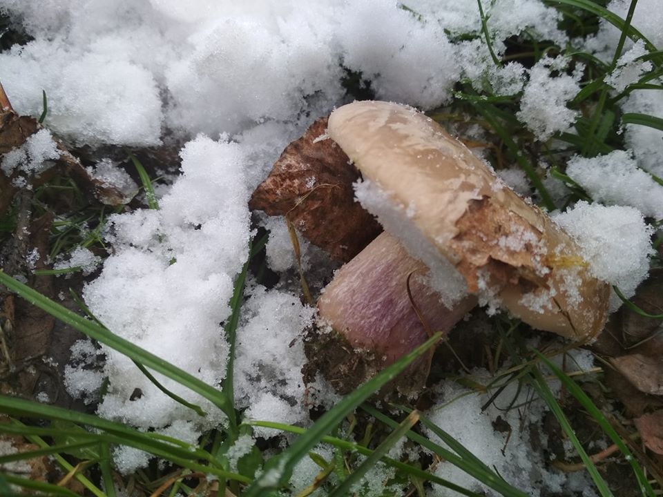 На Закарпатті під снігом ростуть гриби (ФОТО)
