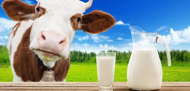 Дефіцит: українські заводи купуватимуть молоко у Польщі