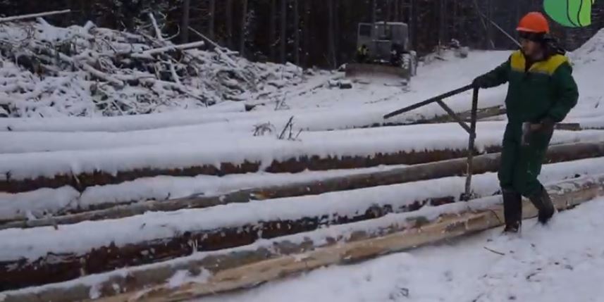 Як закарпатські лісівники займаються заготівлею деревини (ВІДЕО)