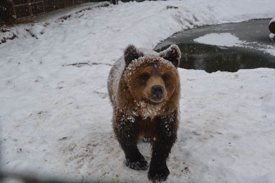Ведмедям не спиться: у НПП "Синевир" сфотографували засніжених клишоногих (ФОТО)