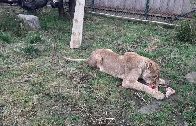 Жила в приватному будинку: у Синевирській поляні з'явилася левиця (ФОТО)