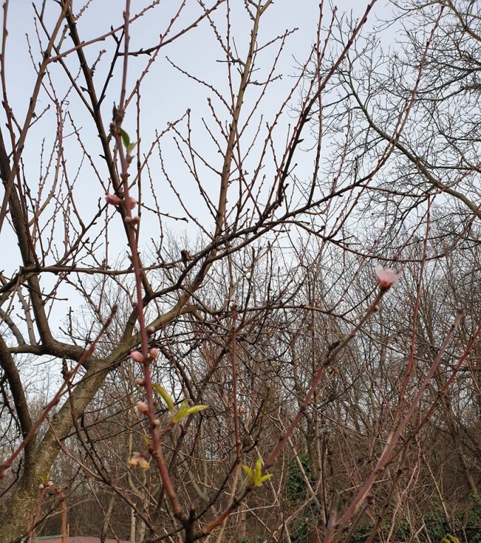 Весняна зима: В Ужгороді дерева квітнуть взимку (ФОТО)