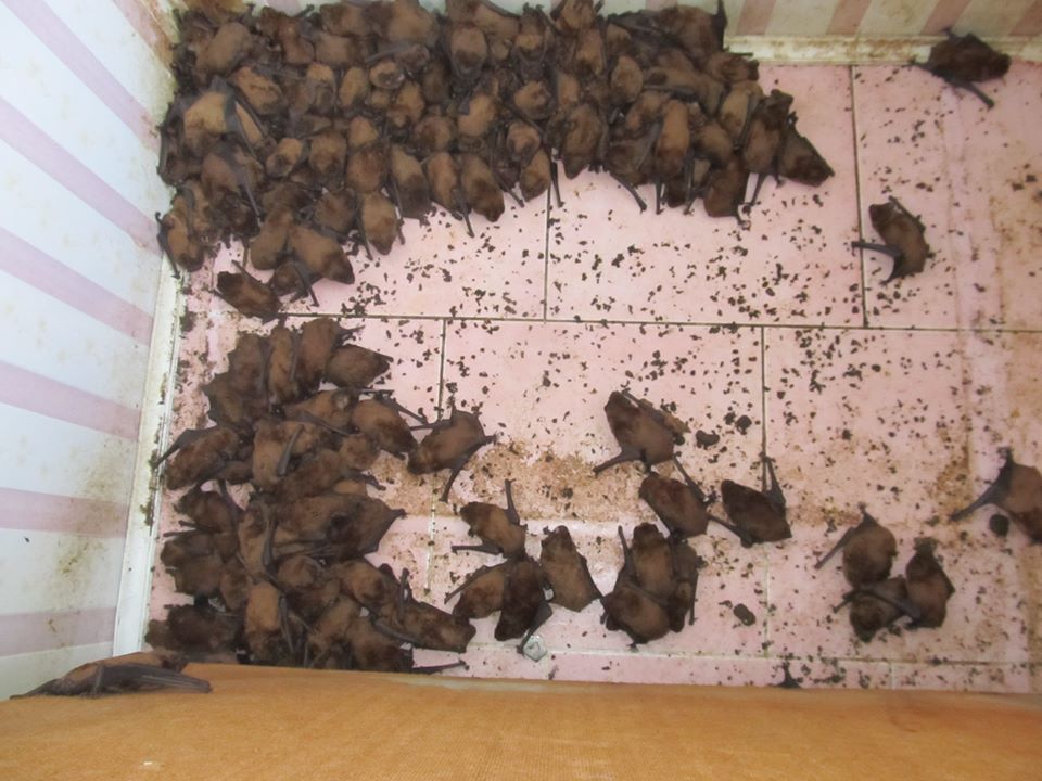Моторошна знахідка: 1700 кажанів влаштувались для зимівлі на балконі (ФОТО)
