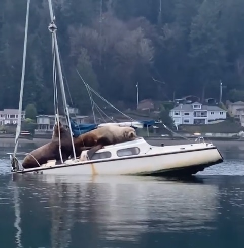 "Справжні пірати": два морські леви захопили човен і потопили його (ВІДЕО)