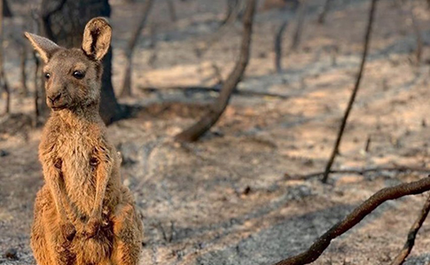 Кількість зростає: від пожеж в Австралії загинуло близько 1,25 мільярда тварин