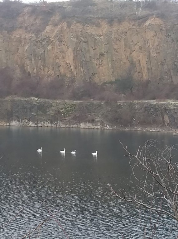 Четверо лебедів оселилися на ужгородському кар'єрі (ФОТО)