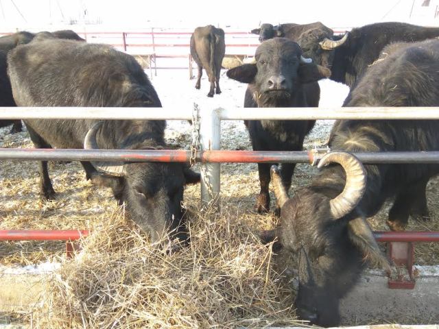 5 аргументів, щоб відвідати ферму буйволів на Закарпатті (ФОТО)