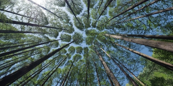 В Україні інвентаризують ліси: в Раді підтримали законопроект