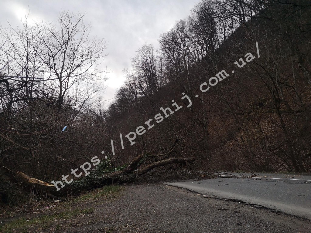 Наслідки негоди: сильний вітер повалює дерева на Ужгородщині (ФОТО)