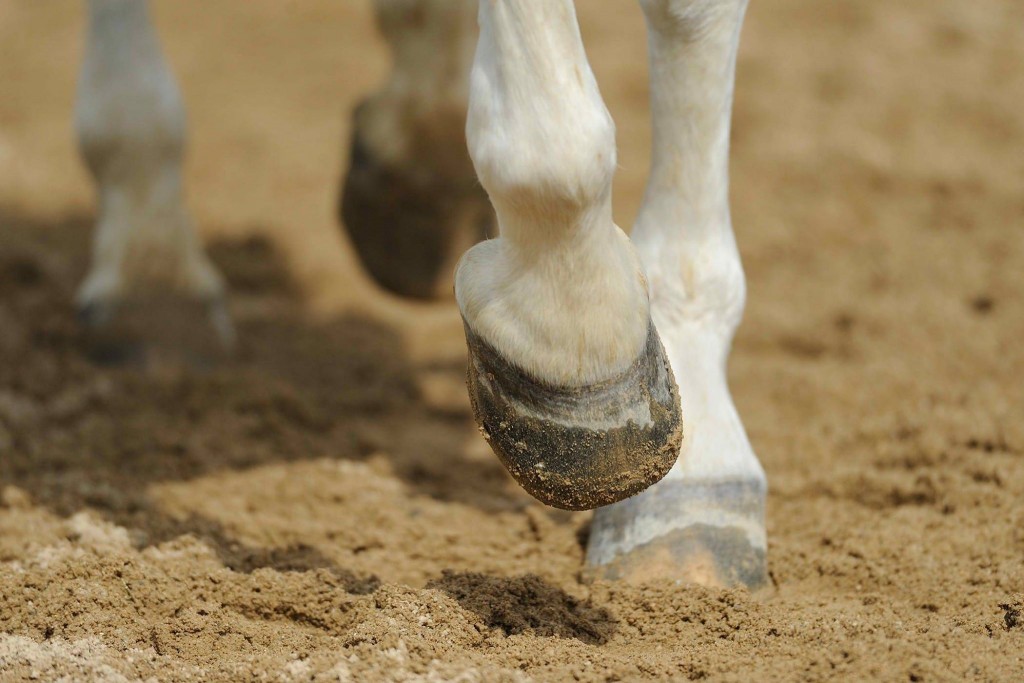 Ембріологи порахували, скільки пальців у коня (ФОТО)