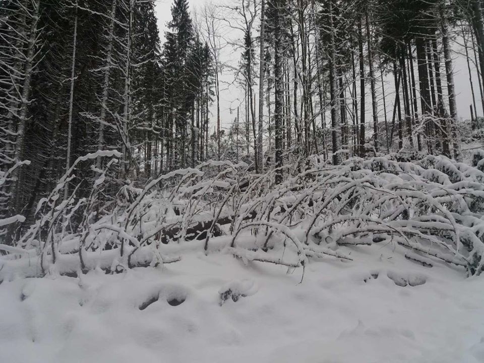 Майже 30 га вітровалу: на Рахівщині лютнева стихія наробила лиха (ФОТО)