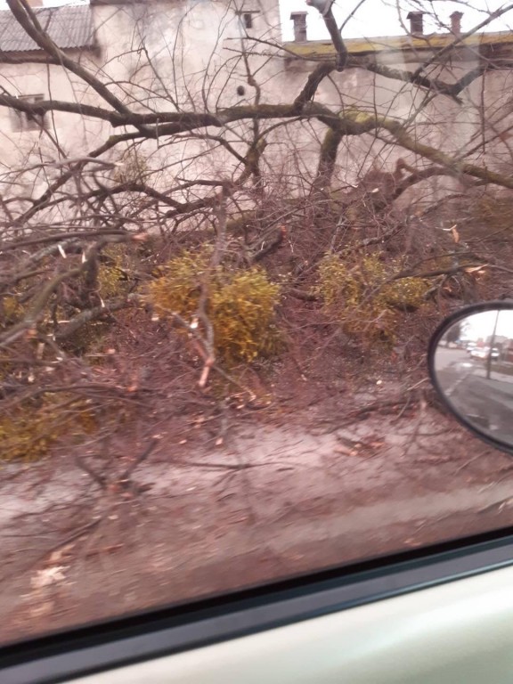 У Мукачеві вітер валить дерева (ФОТО, ВІДЕО)