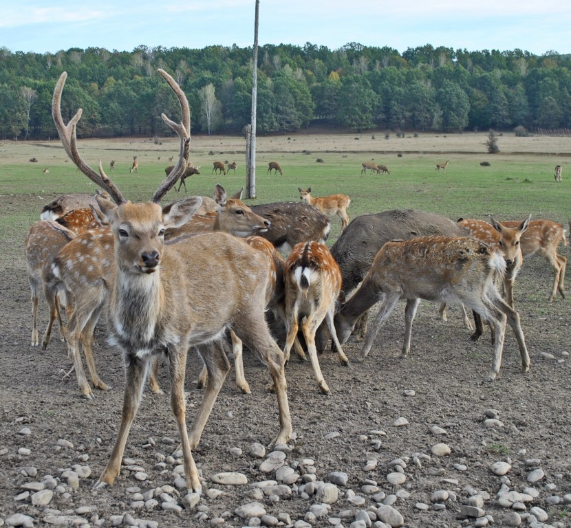На Закарпатті є ферма, де з рогів оленів роблять чудодійні ліки (ФОТО)