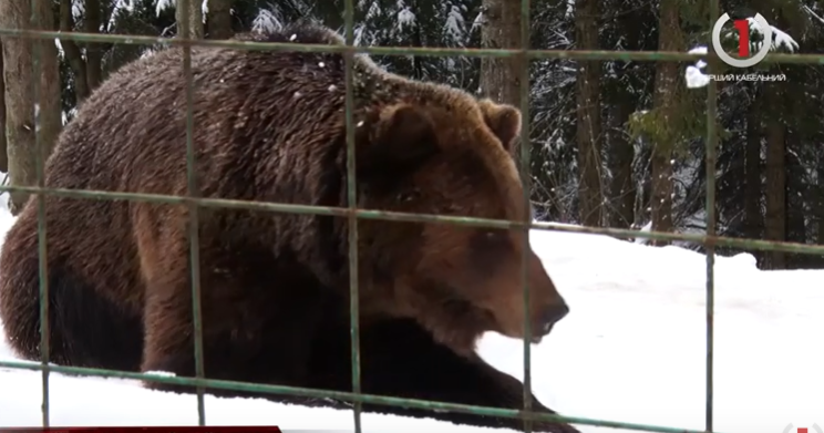 Через аномально теплу зиму ведмеді у Синевирі досі не впали у сплячку (СЮЖЕТ)
