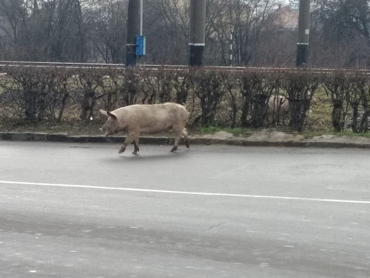 У Мукачеві пішохідний перехід для свиней: міф чи реалії? (ВІДЕО)