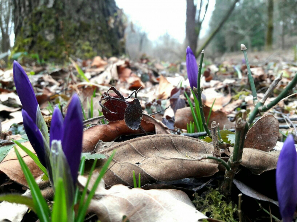 На Закарпатті з приходом весни розквітли шафрани (ФОТО)