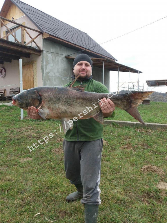 Гігантський улов: на Закарпатті впіймали 20-кілограмову рибину (ФОТО)