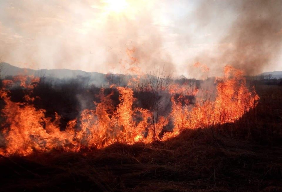 "Родзинку" Закарпаття - знищено: Рятувальники показали наслідки пожежі в Долині нарцисів на Хустщині (ФОТО)