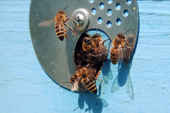 На Закарпатті з’явиться бджолиний музей - у Колочаві