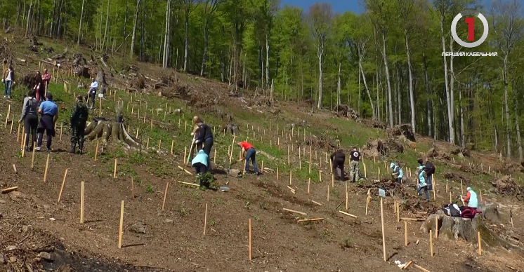 Мільйон дерев за 24 години: на Закарпатті підписали меморандум з партнерами «Озеленення України» (ВІДЕО)