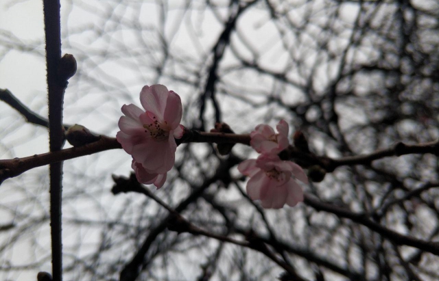Фото дня: У Мукачеві знову цвіте "скажена сакура"