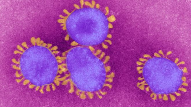 80 цікавих фактів про коронавірус, які точно зможуть вас здивувати