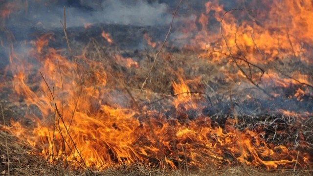 Горіло все - трава, легковик, вантажівка, шини: спалювання сухостою на Закарпатті призвело до справжнього лиха