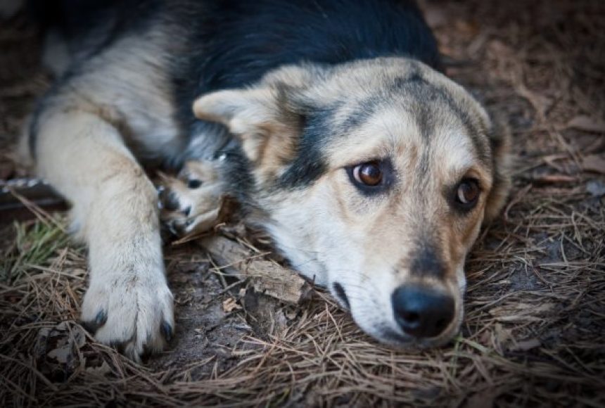Знущання над собакою в Мукачеві: небайдужі громадяни вимагають покарання (ВІДЕО)