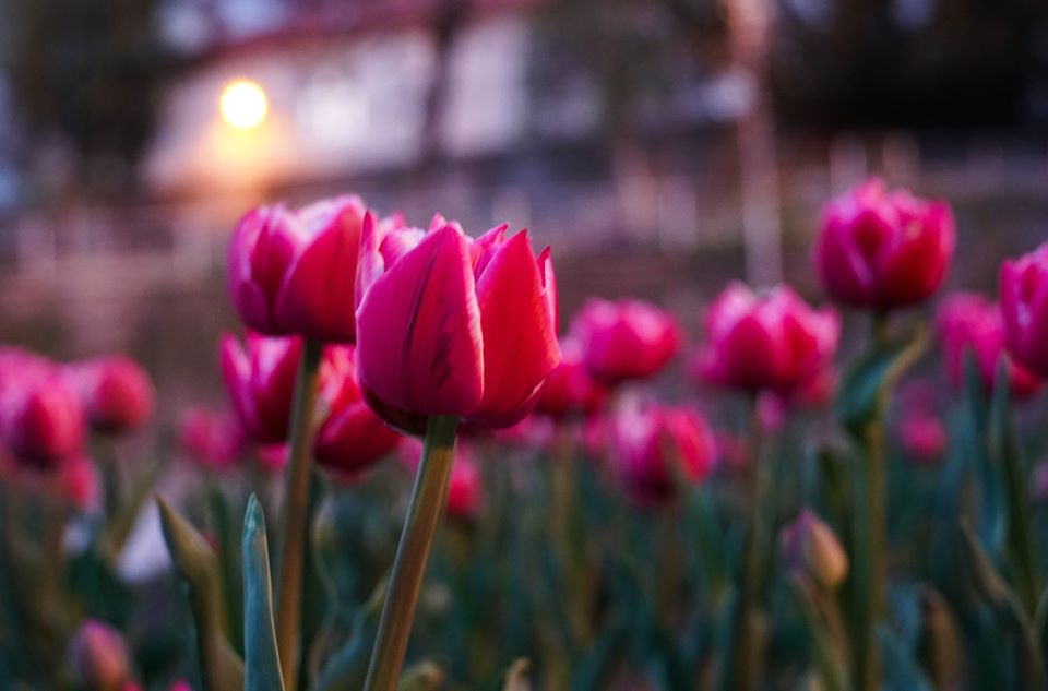 Крав тюльпани заради коханої: в Ужгороді затримали нічних "романтиків" (ФОТО)