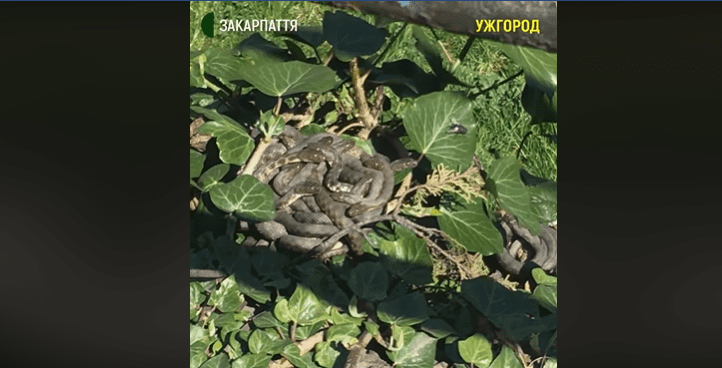 Головну набережну в Ужгороді заполонили змії (ВІДЕО)